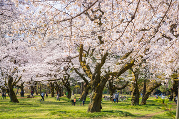 春の小金井公園