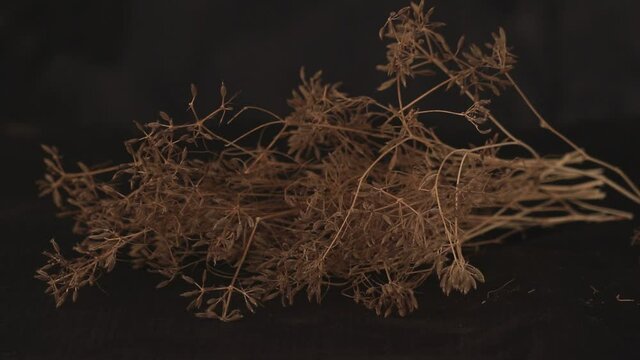 Cumin plant on black background,cumin (zeera) plants and seed,fresh plant of unripe cumin on natural background,carvi or caraway