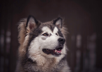 Alaskan Malamute boy in a dark coniferous forest near Vilnius, Lithuania. Professional outdoor pet photography. Selective focus on the eye of the animal, blurred background.