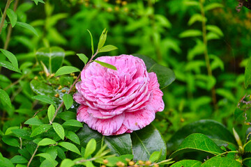 雨の班入り椿の花