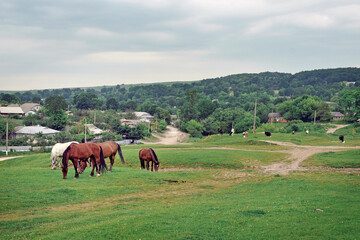 Horses and cows graze on a meadow in the middle of the village
