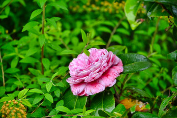 雨の班入り椿の花