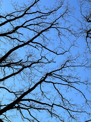 Silhouettes of branches of bare trees against the sky.