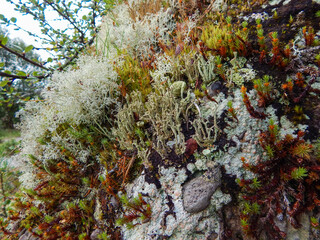 lichen detail. macro of various types of lichen