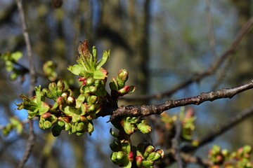 Dense apple tree flower buds growing on branch tip during spring season. Latin name Malus Domestica