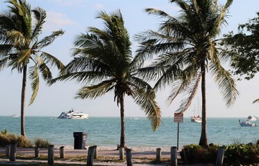 Fototapeta na wymiar Selective focus on palm trees. Beautiful sunny day in Key Biscayne, Florida. Large palm trees with ocean background and boats.