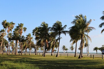 Beautiful sunny day in Key Biscayne, Florida. Large palm trees with ocean background. Street view.