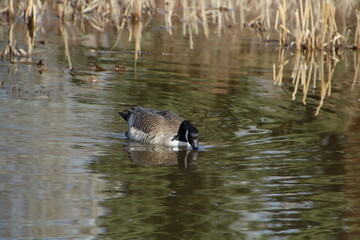 Goose Drink, Gold Bar Park, Edmonton, Alberta