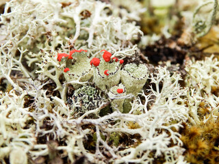 lichen detail. macro of various types of lichen