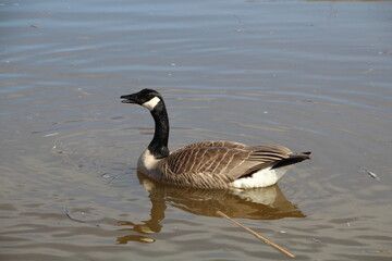 Fototapeta premium Goose Eating, Gold Bar Park, Edmonton, Alberta