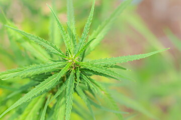 Young leaves of the cannabis tree Used to make medicines,marijuana,Illegal in some countries,Soft focus,selected focus,shallow depth of field.