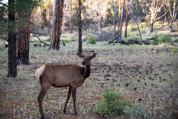 Deer Fawn, Bambi, capreolus. White-tailed young roe. Beautiful wildlife buck.