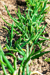 spring shoots of onions in the garden beds
