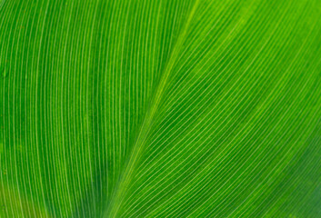 Obraz premium green leave garden forest nature textured background