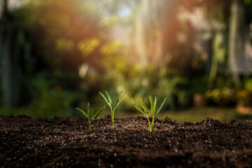 The seedlings are growing from the rich soil with the morning sun shining. Young Plant Growing In Sunlight. ecology concept.