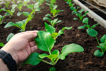 Farmer checking up organic spinach in plant nursery farm.