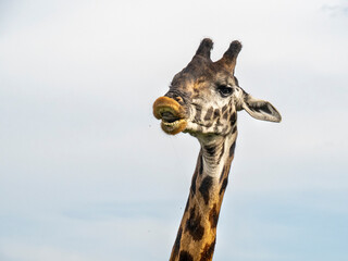 Serengeti National Park, Tanzania, Africa - February 29, 2020: Giraffes grazing along the savannah