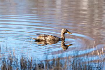 Mallard Duck in its natural environment in calm pond with reflecting water on a summer day.