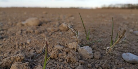 grass in the sand