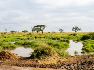 Fototapeta na wymiar Serengeti National Park, Tanzania, Africa - March 1, 2020: Scenic view of the Serengeti