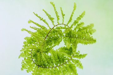 Fern leaf on natural background.