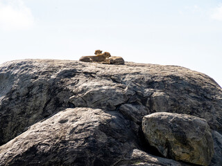 Obraz premium Serengeti National Park, Tanzania, Africa - March 1, 2020: Leopards resting on top of a rock in the sun