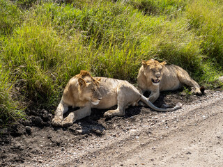 Naklejka na ściany i meble Serengeti National Park, Tanzania, Africa - March 1, 2020: Young lions resting along the side of the road