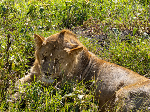 Serengeti National Park, Tanzania, Africa - March 1, 2020: Young lion resting in the grass