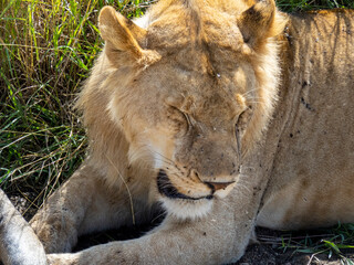 Serengeti National Park, Tanzania, Africa - March 1, 2020: Young lions resting along the side of the road
