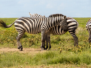 Fototapeta na wymiar Serengeti National Park, Tanzania, Africa - March 1, 2020: Zebras in pairs on the side of the road