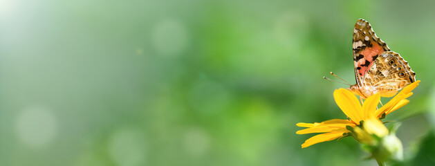Butterfly admiral and flower. Beautiful Butterfly on a yellow flower on a sunny day on a green blurred background. Spring and summer backdrop. Banner