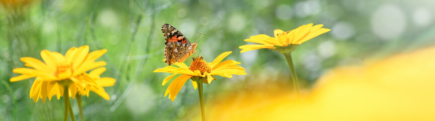 Butterfly admiral and flower. Beautiful Butterfly on a yellow flower on a sunny day on a green blurred background. Spring and summer backdrop. Banner © borislav15