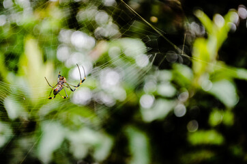 Araña en su telaraña