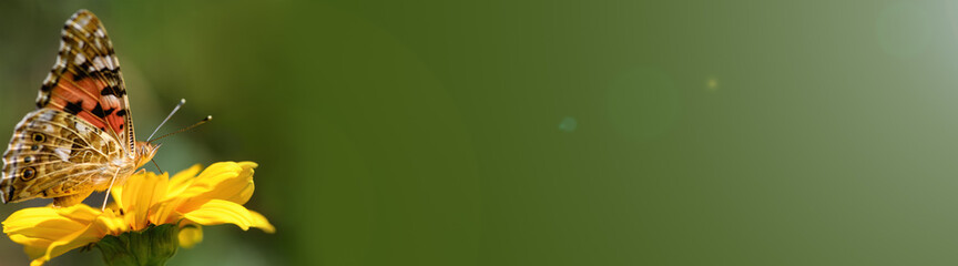 Butterfly admiral and flower. Beautiful Butterfly on a yellow flower on a sunny day on a green blurred background. Spring and summer backdrop. Banner