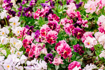 春　ビオラの花畑　赤紫