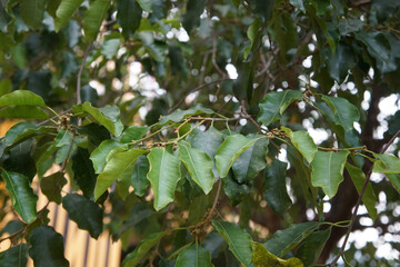 Green leaves of Bullet wood, Headland flower (Mimusops elengi L.) tree. Perennials with fragrant flowers