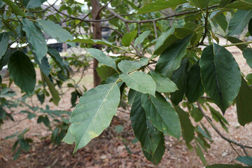 Green leaves of Avocado (Persea americana Mill) tree.