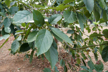 Green leaves of Avocado (Persea americana Mill) tree.