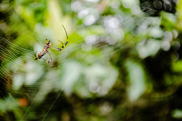 Araña en su telaraña