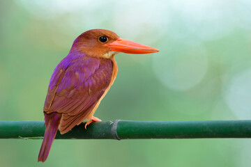 beautiful red beaks, vivid brown and purple shade feathers on its back during migration passing...