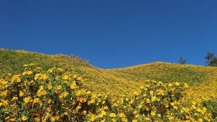 field of sunflowers