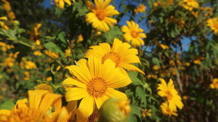 yellow flowers background