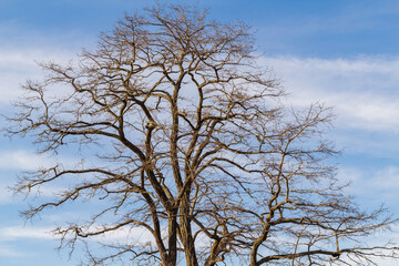 Tree branches isolated on the blue sku with clouds in the park, spring season.