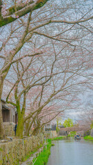 Fototapeta na wymiar 八幡堀と桜