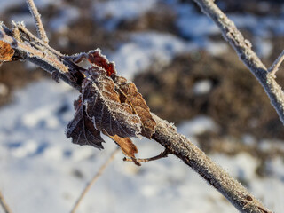 Frosty morning of a winter day, sunrise, plants and trees covered with frost, bizarre shapes and shapes in the cold.
