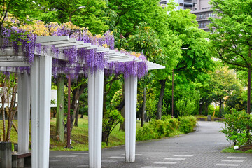 雨の新緑と藤棚