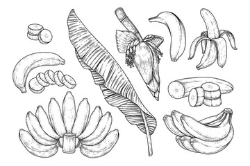 Set of banana fruit leaf and banana blossom hand drawn sketch