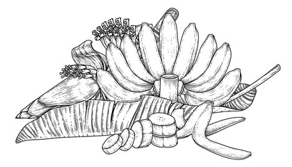 Set of banana fruit leaf and banana blossom hand drawn sketch