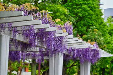 雨の新緑と藤棚