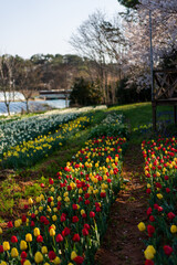 tulips in the garden